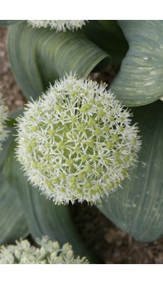 IVORY QUEEN (Allium Karataviense)